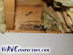 Carpenter ant damage. WAVE Home Inspector MA