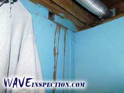 Temite mud tunnels. WAVE Home Inspector MA