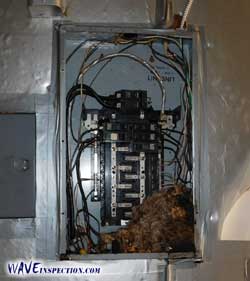 Rodent Infestation - WAVE Home Inspector MA